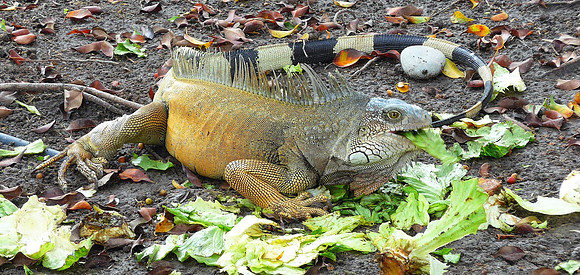 Large iguana in main park - Manta