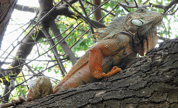 Iguana in tree - Manta