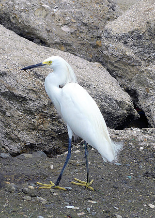 Egret - Manta