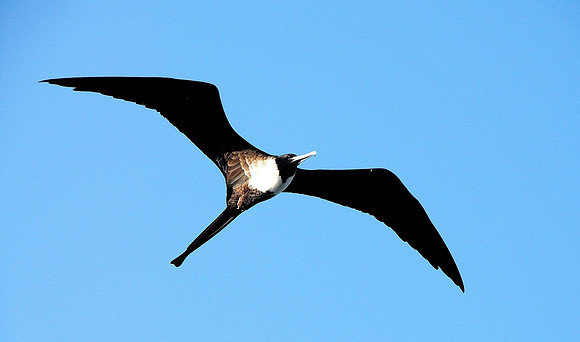 Frigate bird over Panama Canal