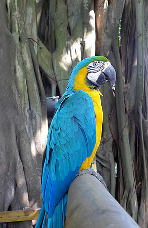 Macaw parrot