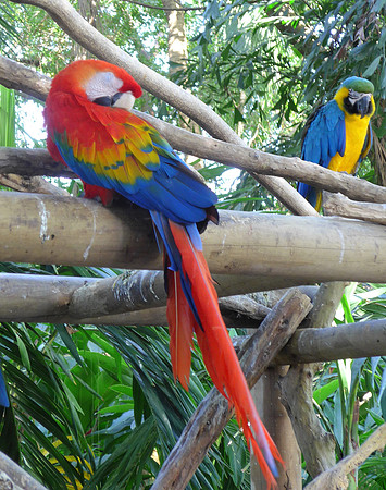 Macaw parrot