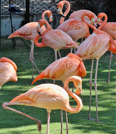Flamingos