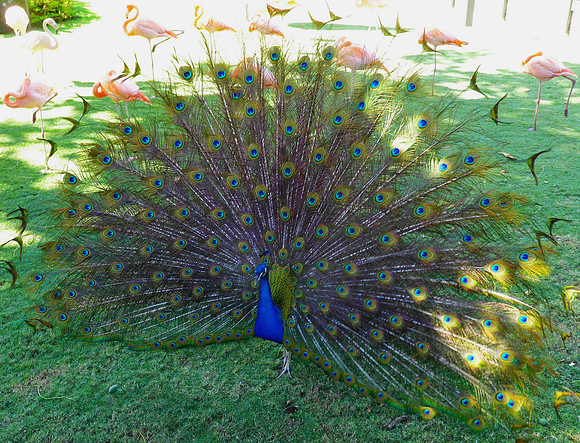 Peacock showing off to flamingos
