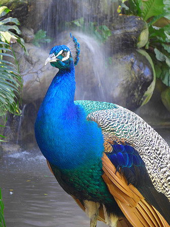 Peacock