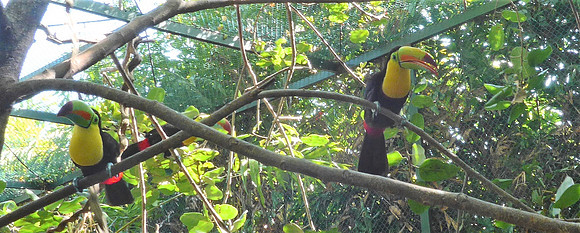 Toucans