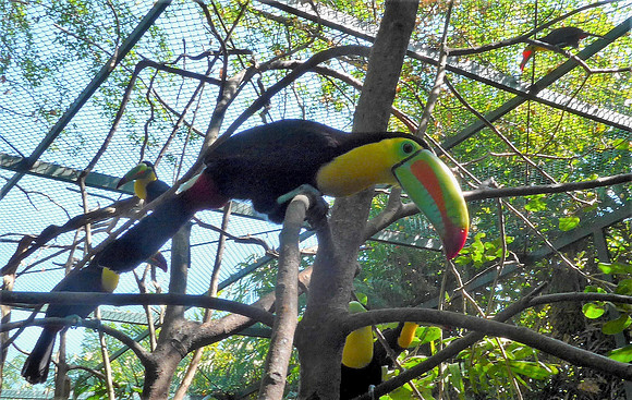 Toucan
