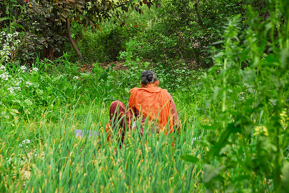 Picking veggies for dinner