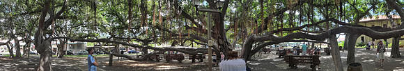 Famous banyan tree in Banyan Park in Lahaina, Maui