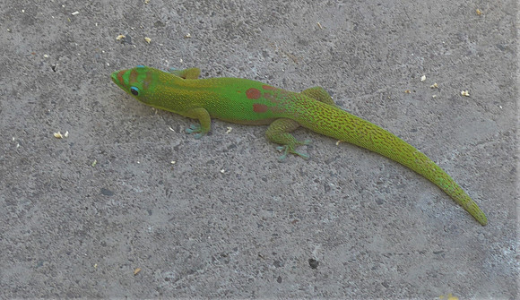 Geco in Kona, Hawai'i