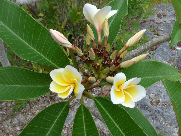 Local flowers that grow abundantly on Lifou island