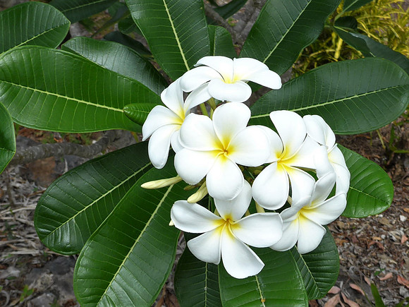 Local flowers
