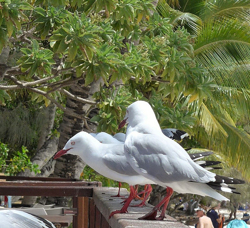 Local gulls looking for food