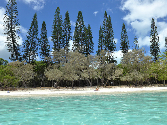 Tall pines overlooking white sand and emerald waters of Ile de Pines