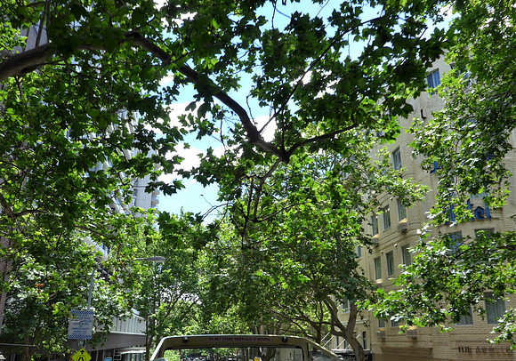 Elm trees creating canopy over  old Sydney street