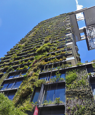 Greenery grown along side of highrise