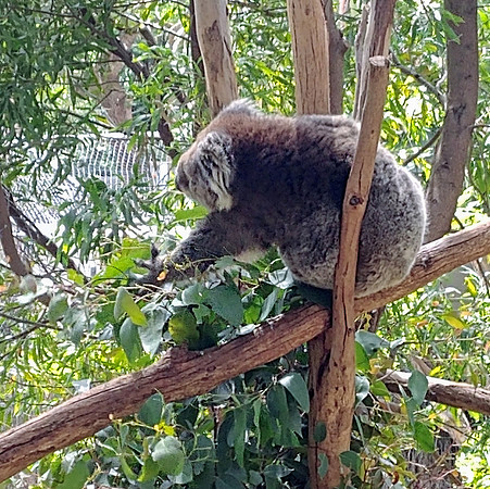 Melbourne Zoo - koala bear