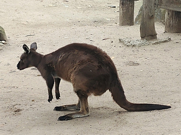 Kangaroo from Kangaroo Island (smaller than regular Aussie 'roos)