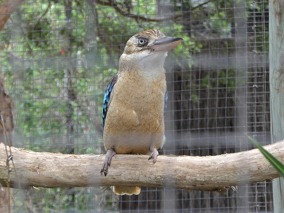Blue-winged Kookaburra