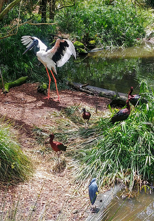 Australian water birds