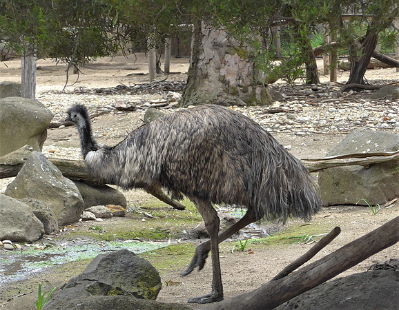 Emu