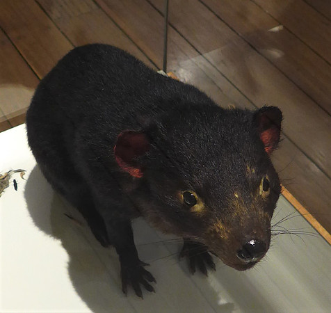 Taxidermy of a Tasmanian Devil