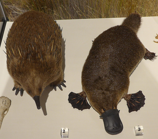 Taxidermy of an Echidna and Platypus
