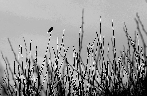 Solitary watch
