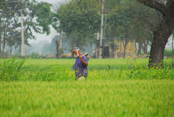 Dosanj farm in Sangrur
