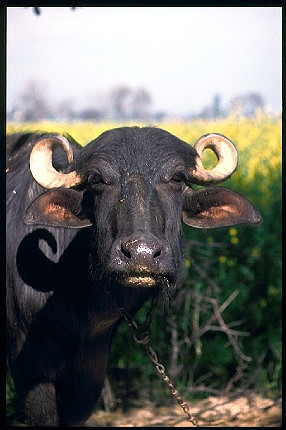 Buffalo at the farm