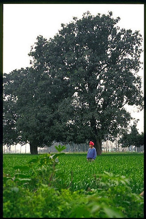 Mango tree in wheat field