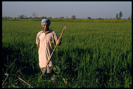 Working at Dosanj farm in Sangrur