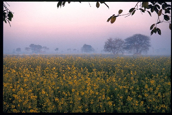 Dosanj farm