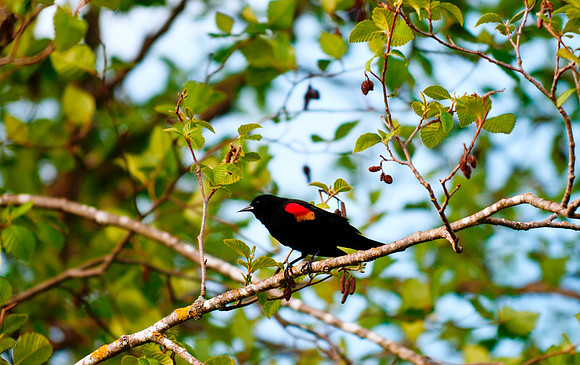 Red Winged Blackbird at Cordova Bay Golf Course
